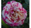 Роза плетистая Ванилль Фрэйз (Vanille Fraise)